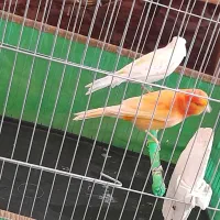جفت قناری نر ردفاکتور ماده موزاییکی همراه با قفس