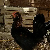 خروس گلین اصل|حیوانات مزرعه|شیراز, اکبر آباد|دیوار
