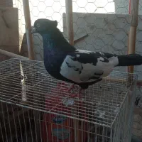 سینه سیاه پشت ماهی|پرنده|مشهد, ادیب نیشابوری (شهرک غرب)|دیوار