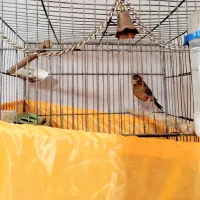 قناری سوخته نر دارچینی|پرنده|صباشهر, |دیوار