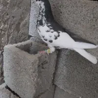 راست سیاه ماده