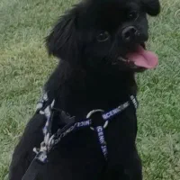 گمشده .. سگ شیتزو سن ۴ ساله|سگ|گرگان, |دیوار