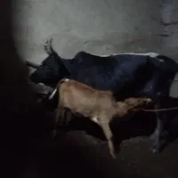 گاو ماده با گوساله