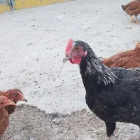 جوجه|حیوانات مزرعه|رباطکریم, رباطکریم|دیوار