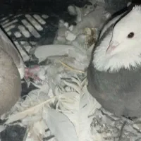 چند عدد کبوتر|پرنده|دهدشت, |دیوار