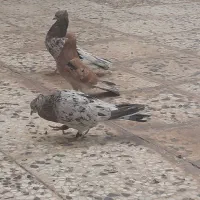 سه عدد سور پرش بازی دار یک ماده دوتا نر