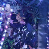 فروش،معاوضه بوسفلاندرا بلیندای و برونی گوست و...