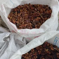 ضایعات خرما