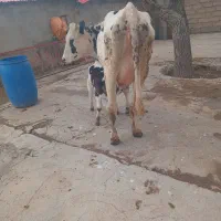 گاو شکم اول با گوساله نر