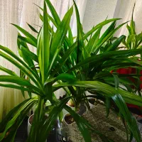 اشک مریم بزرگ نمایشگاهی