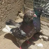 کبوتر نقش