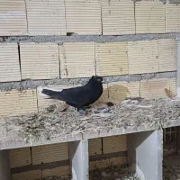 ۲تا پرنده درجه یک