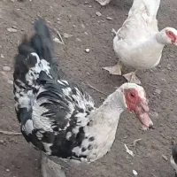 اردک اسرائیلی