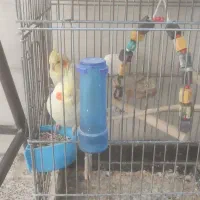 عروس هلندی دستی وسخن گو با قفس ۵ملیون|پرنده|کوهدشت, |دیوار