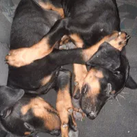 سگ دوبرمن|سگ|بوشهر, |دیوار