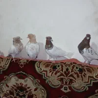 کفتر کله سرخ