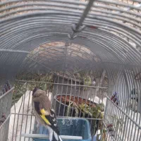 سهره رسمی ماده|پرنده|اصفهان, پوریای ولی|دیوار