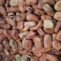 بذر باقلا محلی