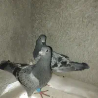 کفتر|حراج|یزد, |دیوار