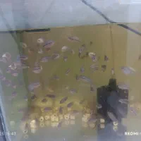 حراج ماهی گوشتخوار فلاور هورن