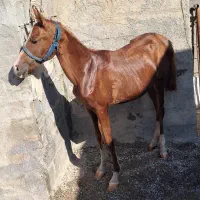 کره مادیان پنج نشان