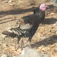 بوقلمون ماده|حیوانات مزرعه|کوهسار (البرز), |دیوار