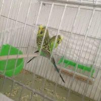 مرغ عشق انگلیسی همراه با قفس