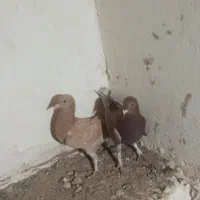 کفتر زرد|پرنده|زهک, |دیوار