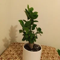 گیاه بنسای فیکوس جنسینگ|گل و گیاه طبیعی|تهران, آرژانتین|دیوار