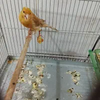 قناری ماده اماده