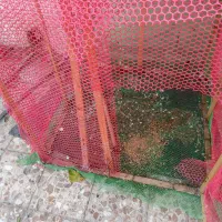 قفس کبوتر‌برای‌فروش