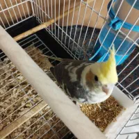 جوجه عروس کاملاً دستی باهوش و بازیگوش|پرنده|فردیس, سپید دشت|دیوار