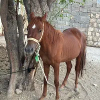 اسب|حیوانات مزرعه|گراش, |دیوار