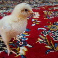 انواع جوجه های چند روزه