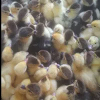 جوجه اردک اسرائیلی رشت یک هفته ای نژاد سنگین