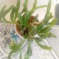 گلهای طبیعی