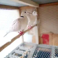 یک جفت کبوتر زینتی خارجی|پرنده|لاهیجان, گلستان|دیوار