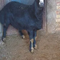 بره‌نرقره‌چال