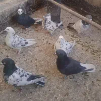 کبوتر پرشی