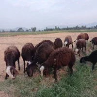 بره ، گوسفند