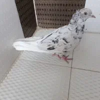 کفتر سرور دم سفید|پرنده|داراب, |دیوار