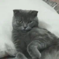 گربه اسکاتیش