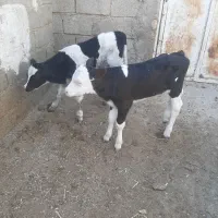 گاو گوساله