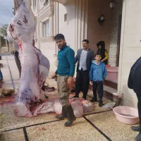 زبح و قصاب گوسفند و گوساله