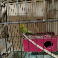 مرغ عشق|پرنده|شهرضا, |دیوار