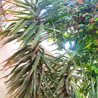 گل ذرتی|گل و گیاه طبیعی|شیراز, لب آب|دیوار