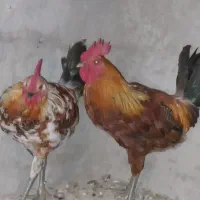مرغ لری اصیل