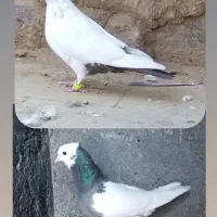 دمبی ماده طوقی ماده