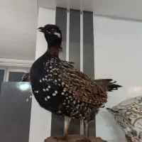 طاووس و پرنده خشکل تاکسدرمی|صنایع دستی و سایر لوازم تزئینی|اردبیل, |دیوار