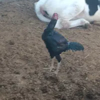 جوجه خروس سیاه|حیوانات مزرعه|پائین جام, |دیوار